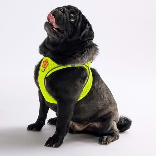 Pawstar Neon Yellow Air Mesh S